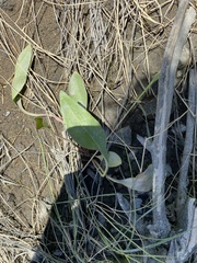 Limonium carolinianum