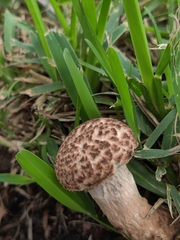 Strobilomyces strobilaceus image