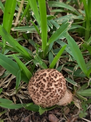 Strobilomyces strobilaceus image