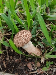 Strobilomyces strobilaceus image