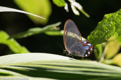 Pseudohaetera hypaesia