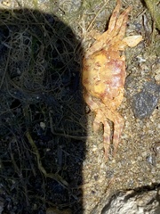 Hemigrapsus sanguineus