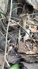 Anolis capito