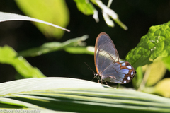 Pseudohaetera hypaesia