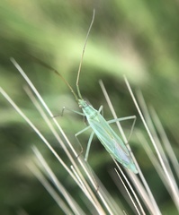 Megaloceroea recticornis