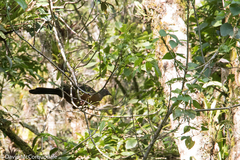 Chamaepetes goudotii