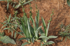 Chlorophytum transvaalense