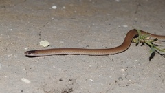 Tantilla atriceps