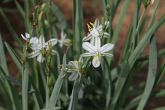 Chlorophytum transvaalense