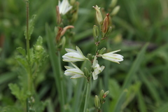 Chlorophytum transvaalense