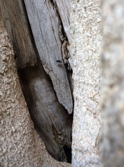 Evanioidea