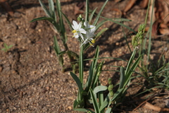 Chlorophytum transvaalense