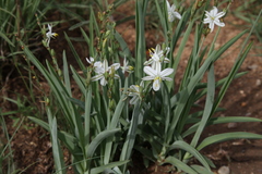 Chlorophytum transvaalense