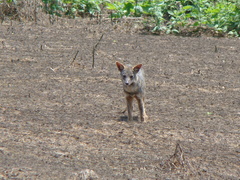 Lycalopex sechurae