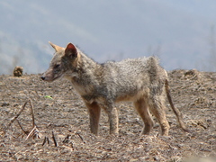 Lycalopex sechurae