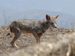 Lycalopex sechurae