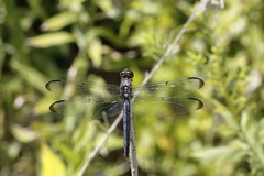 Libellula incesta