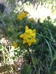 Lotus corniculatus
