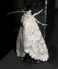 Acronicta americana