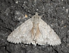 Acronicta americana