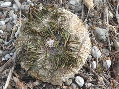 Heliocidaris tuberculata