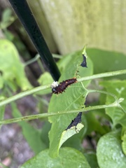 Battus polydamas lucayus