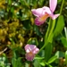 photo of Rose Pogonia (Pogonia ophioglossoides)