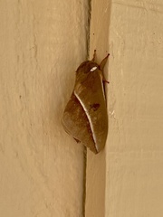 Automeris zephyria