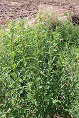 Chamaenerion angustifolium