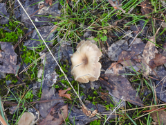 Singerocybe clitocyboides