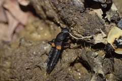Platydracus fossator