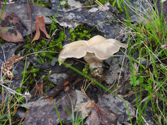 Singerocybe clitocyboides