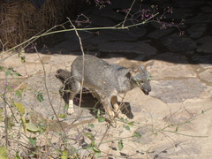 Lycalopex sechurae