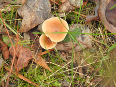 Singerocybe clitocyboides