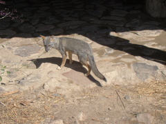 Lycalopex sechurae