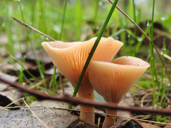 Singerocybe clitocyboides