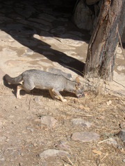 Lycalopex sechurae