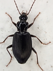 Limodromus