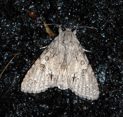 Acronicta americana