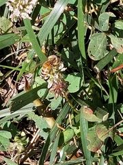 Apis mellifera