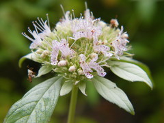 Pycnanthemum incanum