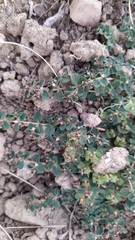 Euphorbia chamaesyce