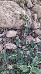 Euphorbia chamaesyce