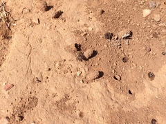 Diadasia bituberculata