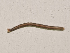 Cambalopsidae