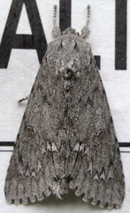 Acronicta americana