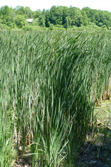 Typha × glauca