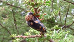 Sternocera castanea boucardii
