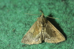 Hypena crassalis