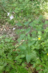 Epilobium lanceolatum